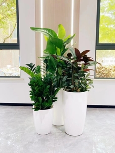 宁波杭州湾绿植租赁公司，为办公环境添生机